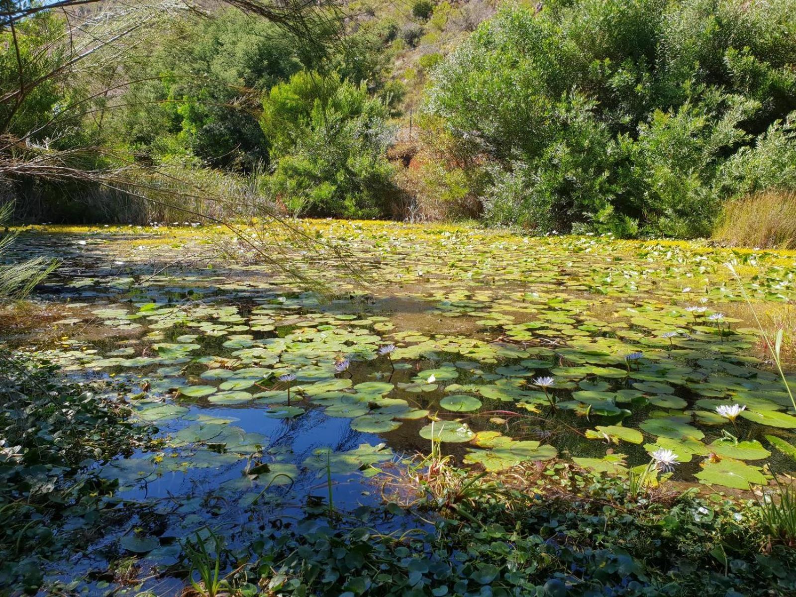 Willa La Ferme Guest Farm - Hot Tubs Franschhoek Zewnętrze zdjęcie